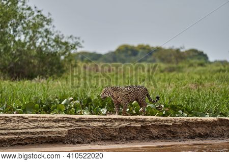 Jaguar, Panthera Onca, Is A Large Felid Species And The Only Extant Member Of The Genus Panthera Nat