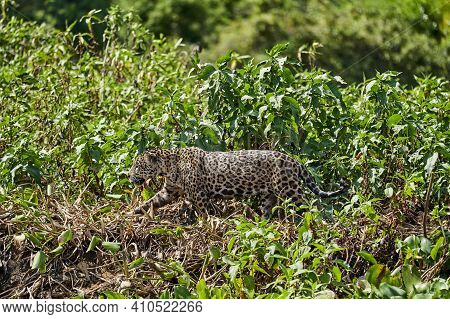 Jaguar, Panthera Onca, Is A Large Felid Species And The Only Extant Member Of The Genus Panthera Nat