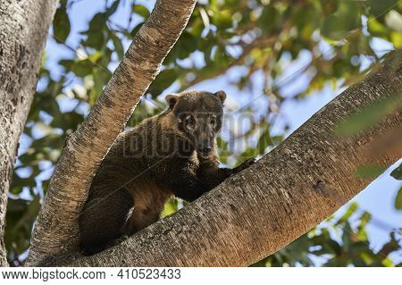 Coati, Nasus Nasus, Climbing Through The A Tree In The Southern Pantanal Of Brazil, A Coati Looks Li
