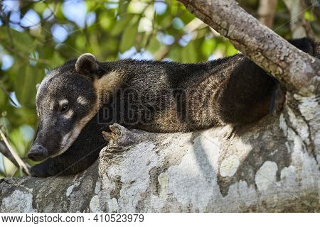 Coati, Nasus Nasus, Relaxing In A Tree In The Southern Pantanal Of Brazil, A Coati Looks Like A Litt