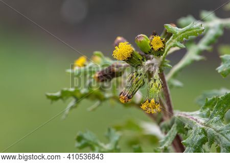 Common Groundsel (senecio Vulgaris)