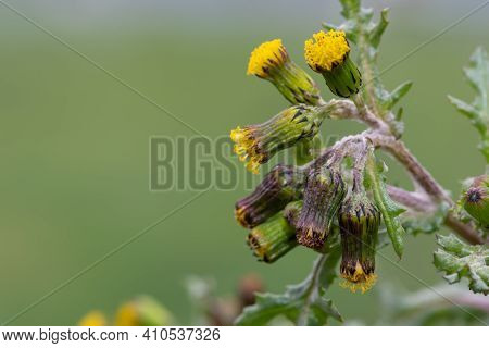 Common Groundsel (senecio Vulgaris)