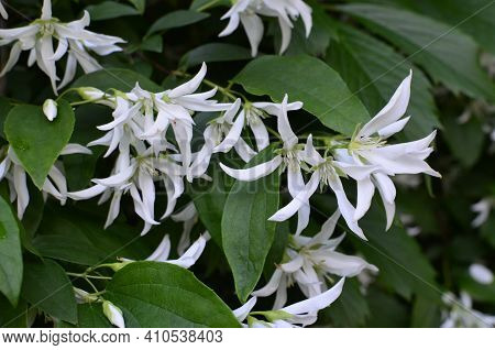 Close Up Of Jasmine (philadelphus Falconeri) Flowers In A Garden