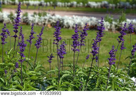 Fresh Sage Flowers Bright Purple On A Blurred Background. The Flowers Are Placed In A Row. The Backg