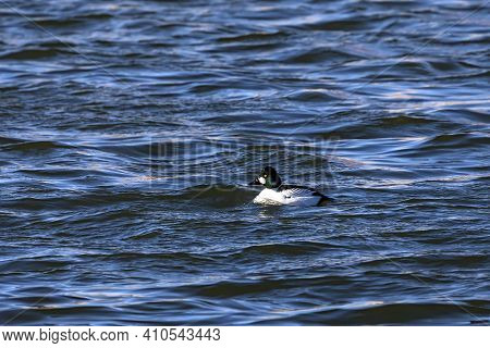 The Common Goldeneye (bucephala Clangula). Male Duck (drake) On The Manitowoc River During Migration