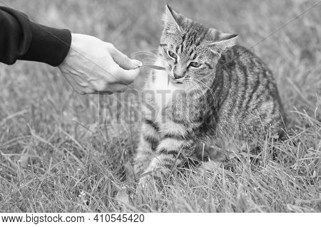 Best Foster Care. Domestic Animal. Pet Sitting Outside. Concept Of Veterinarian. Purebred And Pedigr
