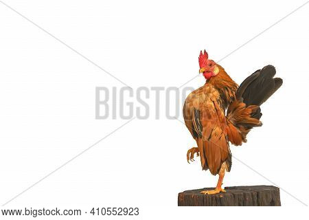 The Serama Are Poses On The Timber