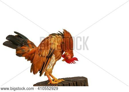The Serama Are Poses On The Timber