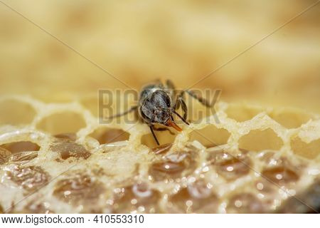 Nest Of Apis Florea