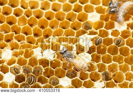 Nest Of Apis Florea