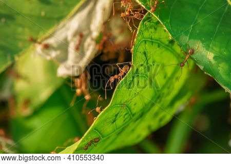 Many Ants Walking