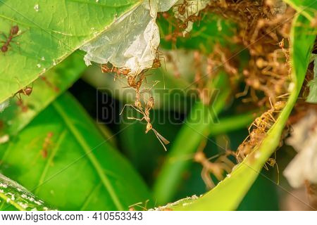 Many Ants Walking