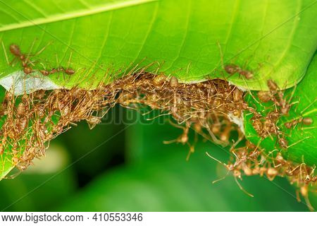 Many Ants Walking