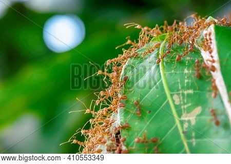 Many Ants Walking