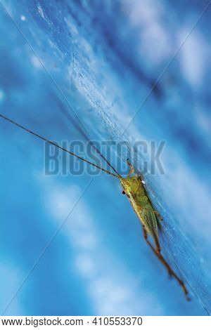 Grasshopper On The Metal Ground