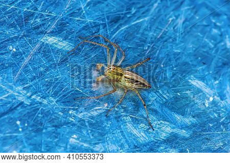 Spider On The Metal Ground
