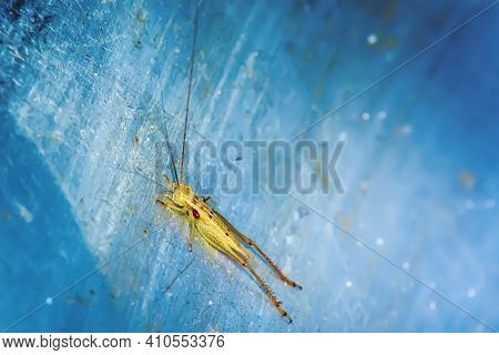 Grasshopper On The Metal Ground