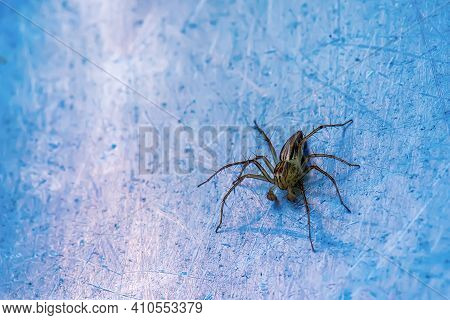 Spider On The Metal Ground