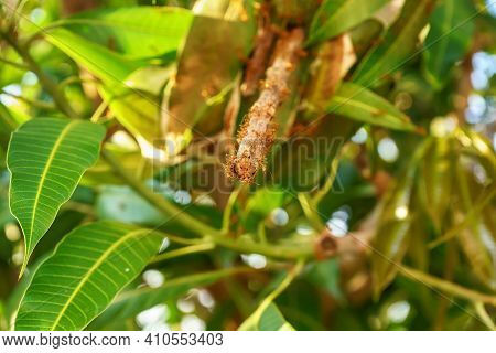 Many Ants Walking