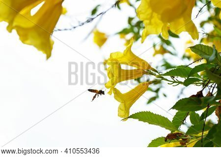 Bees On Cascabela Thevetia