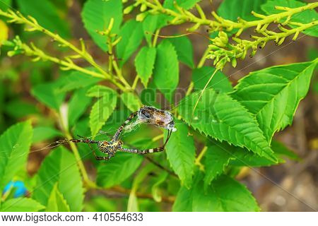 Spider Will Eat The Bait