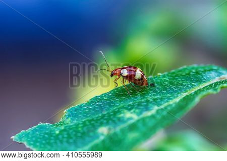 Ladybug On A Leaf