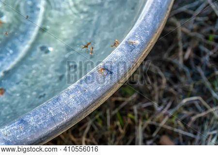 The Ants Walk On The Edge Of The Tub