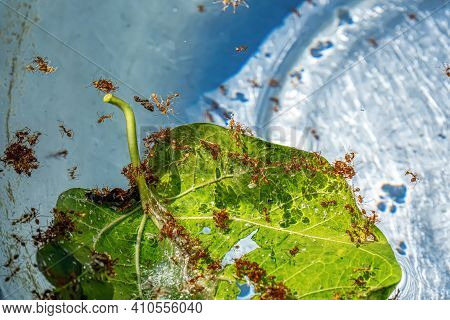Ants Were Dead