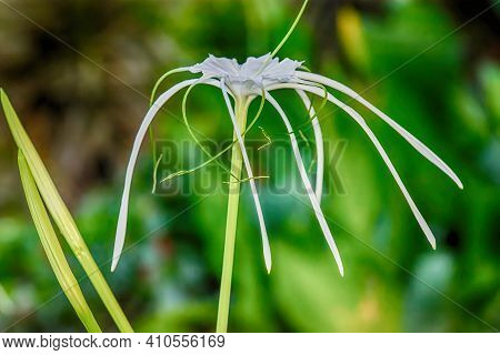 Crinum Asiaticum
