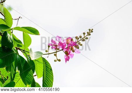 Lagerstroemia Speciosa