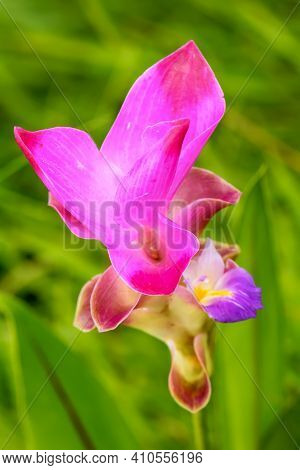 Siam Tulip