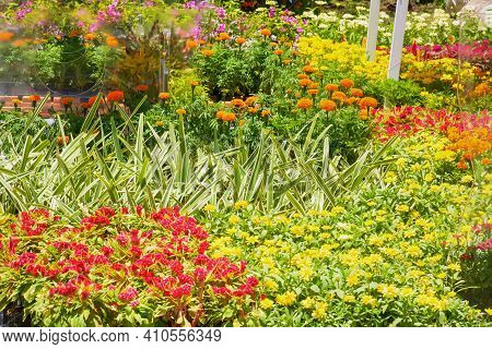 Flowers Are Beautiful And Refreshing