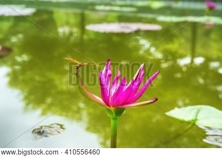Dragonfly Island On Lotus