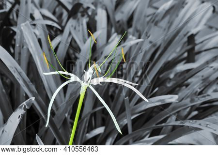 Crinum Asiaticum