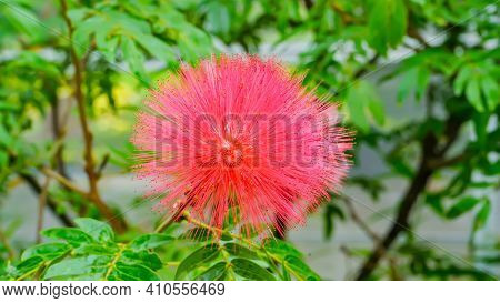 Calliandra Haematocephala