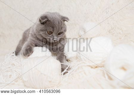 A Lop-eared Scottish Cat Plays With Balls Of Yarn. An Animal On A White Background. Fun For Pets