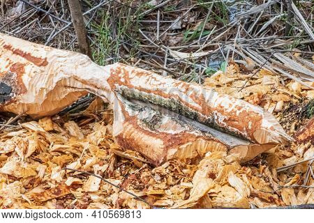 Beaver Trees. Tree Trunk Gnawed, Chewed, Destroyed, Carved, Fallen, Broken By European Beaver Castor