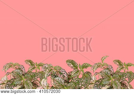 Nature ,polka Dot Plants (hypoestes Phyllostachya) On Pink Paster Background And Clipping Path With 