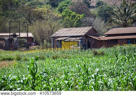 An Indian Rural Or Village Or Countryside Houses Surrounding With Sunflower Agricultural Land In Sum