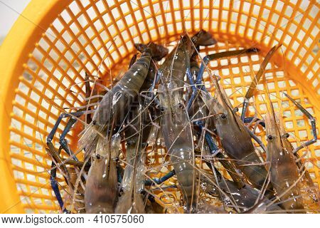 Fresh Prawns Are Placed In An Orange Basket In A Fresh Market.