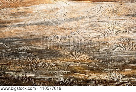 Natural Wood Texture With Lines Drawn By A Bark Beetle In The Shape Of Spiders. Background, Bark Bee