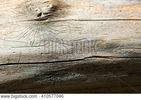 Natural Wood Texture With Lines Drawn By A Bark Beetle In The Shape Of Spiders. Background, Bark Bee