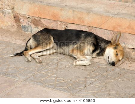 Couchage chien
