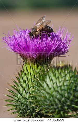Abelha em uma flor de picos