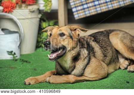 Outbred Happy Brown Dog On Green Grass