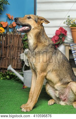 Outbred Happy Brown Dog On Green Grass