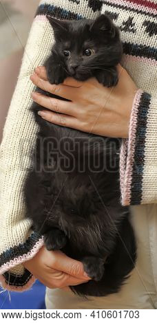 Black Fluffy Cute Cat In Hands Close Up
