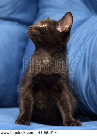 Cute Black Kitten On A Blue Background