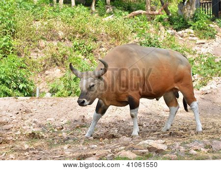 Banteng eller Red Bull