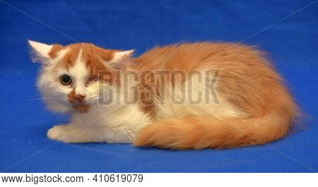 Small Red And White Kitten One-eyed Disabled